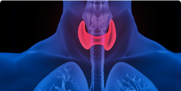 Segmentation d’images médicales
